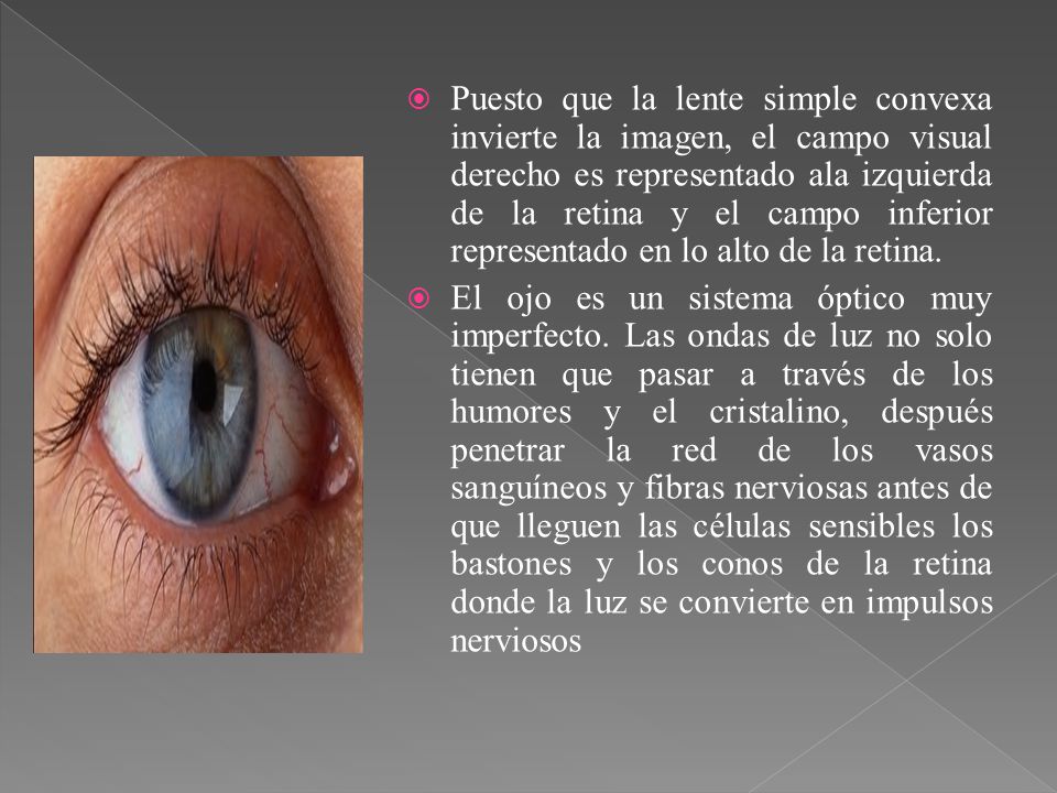 Puesto que la lente simple convexa invierte la imagen, el campo visual derecho es representado ala izquierda de la retina y el campo inferior representado en lo alto de la retina.