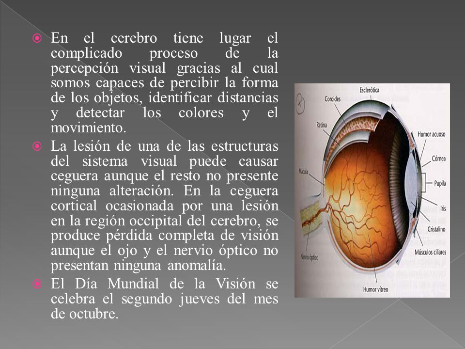 En el cerebro tiene lugar el complicado proceso de la percepción visual gracias al cual somos capaces de percibir la forma de los objetos, identificar distancias y detectar los colores y el movimiento.