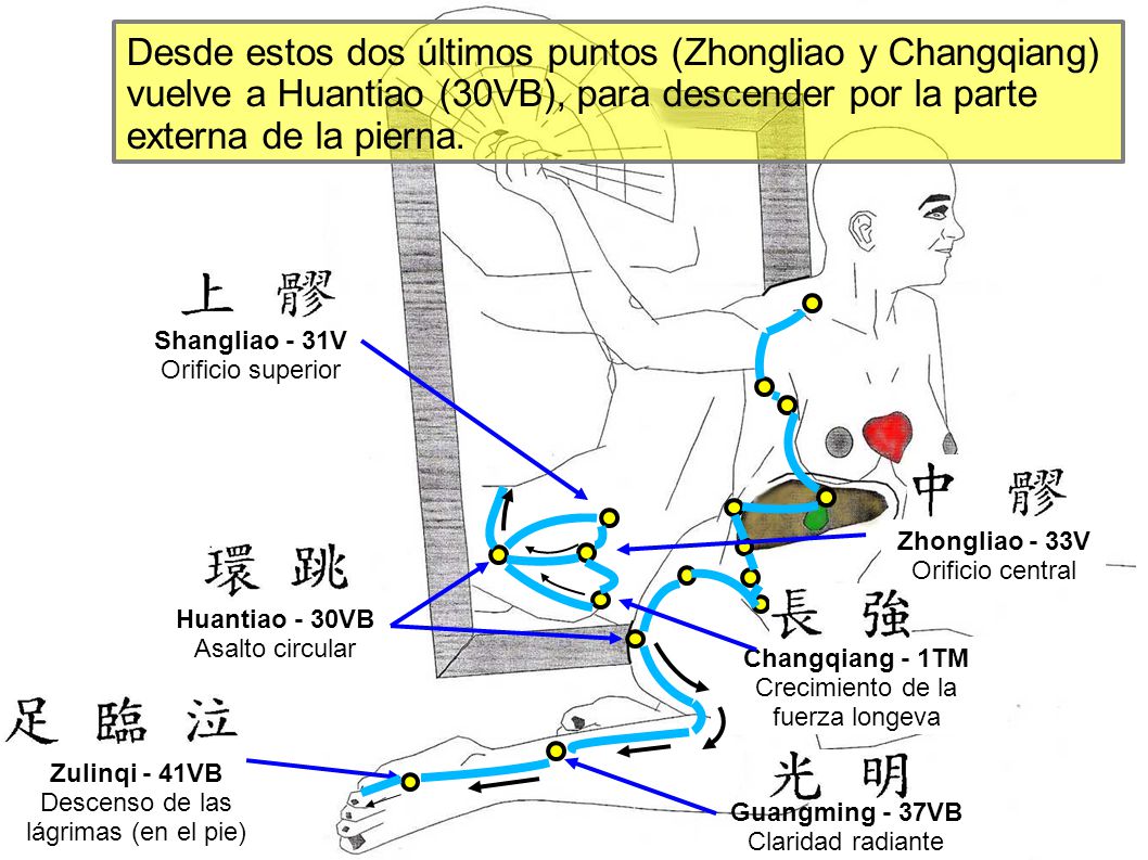 Desde estos dos últimos puntos (Zhongliao y Changqiang) vuelve a Huantiao (30VB), para descender por la parte externa de la pierna.