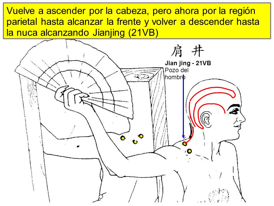 Vuelve a ascender por la cabeza, pero ahora por la región parietal hasta alcanzar la frente y volver a descender hasta la nuca alcanzando Jianjing (21VB)