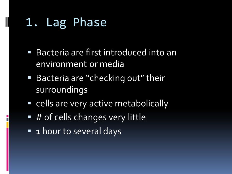 1. Lag Phase Bacteria are first introduced into an environment or media. Bacteria are checking out their surroundings.