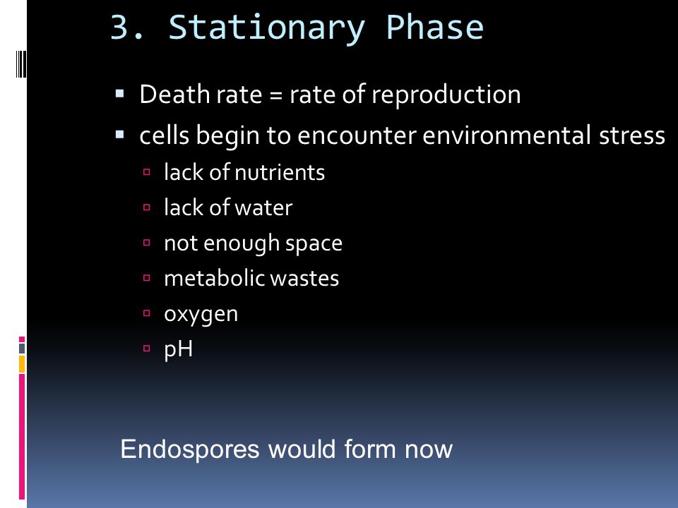 3. Stationary Phase Death rate = rate of reproduction