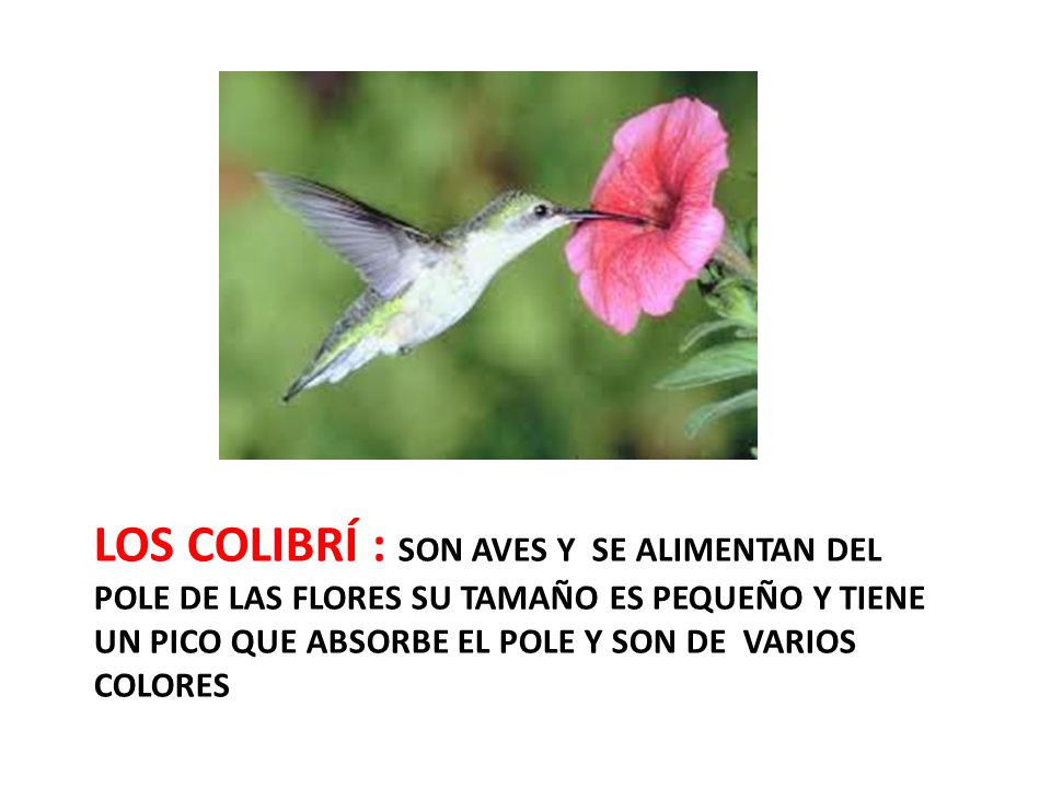 Los colibrí : son aves y se alimentan del pole de las flores su tamaño es pequeño y tiene un pico que absorbe el pole y son de varios colores