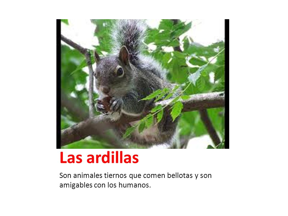 Las ardillas Son animales tiernos que comen bellotas y son amigables con los humanos.