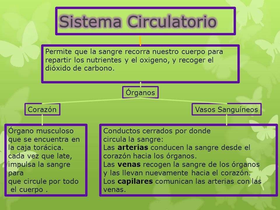 Sistema Circulatorio Permite que la sangre recorra nuestro cuerpo para