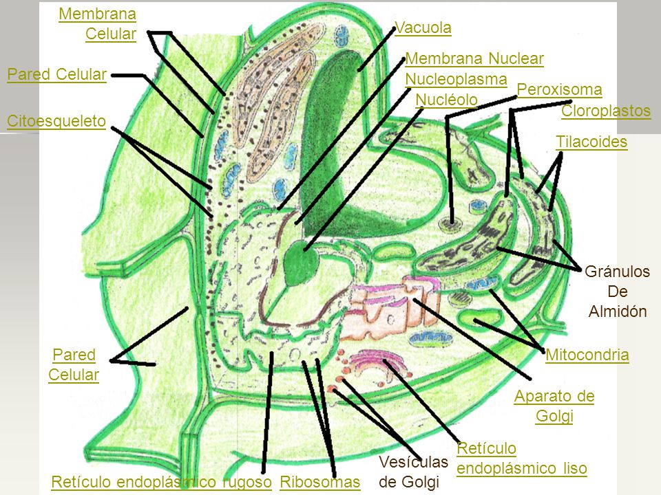 Membrana Celular Vacuola. Membrana Nuclear. Pared Celular. Nucleoplasma. Peroxisoma. Nucléolo.