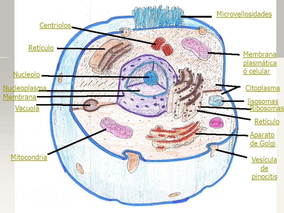 Microvellosidades Centriolos. Retículo. Membrana plasmática ó celular. Nucleolo. Nucleoplasma. Citoplasma.