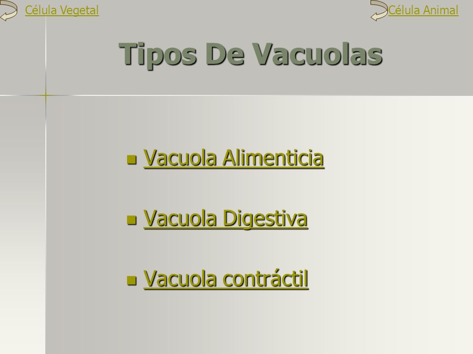 Tipos De Vacuolas Vacuola Alimenticia Vacuola Digestiva