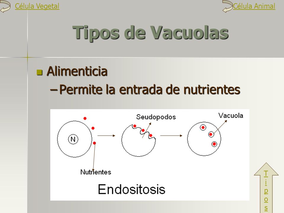 Tipos de Vacuolas Alimenticia Permite la entrada de nutrientes