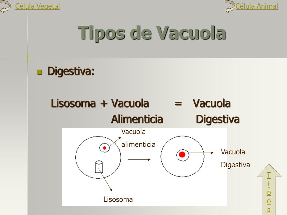 Tipos de Vacuola Digestiva: Lisosoma + Vacuola = Vacuola