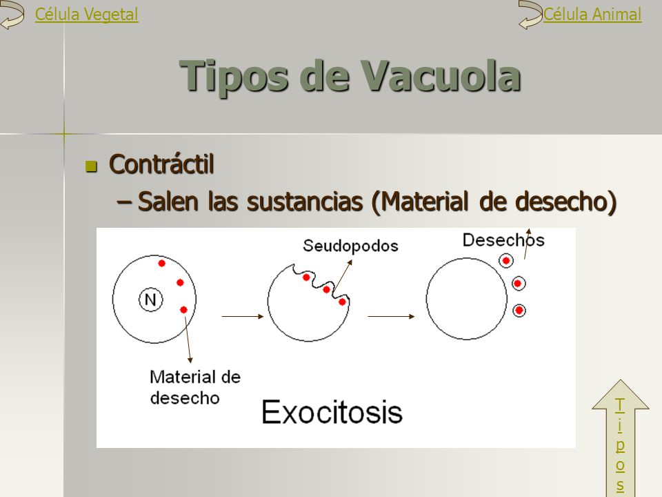 Tipos de Vacuola Contráctil Salen las sustancias (Material de desecho)