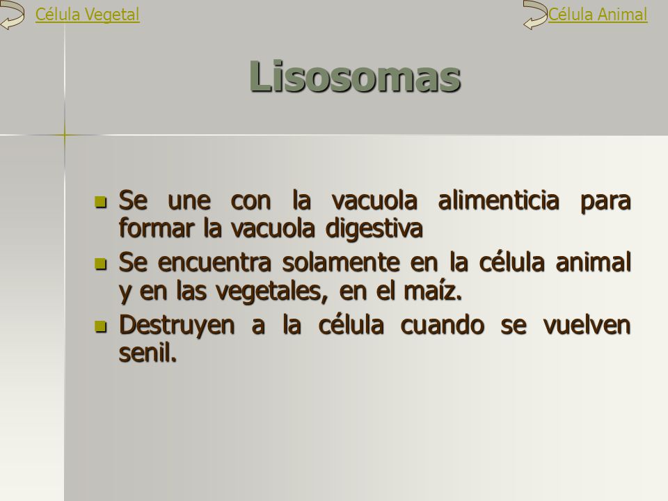 Célula Vegetal Célula Animal. Lisosomas. Se une con la vacuola alimenticia para formar la vacuola digestiva.