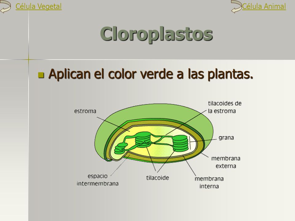 Cloroplastos Aplican el color verde a las plantas. Célula Vegetal