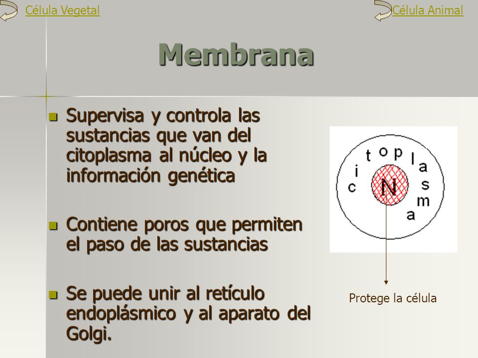 Célula Vegetal Célula Animal. Membrana. Supervisa y controla las sustancias que van del citoplasma al núcleo y la información genética.