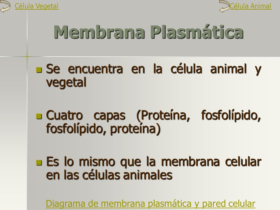 Membrana Plasmática Se encuentra en la célula animal y vegetal