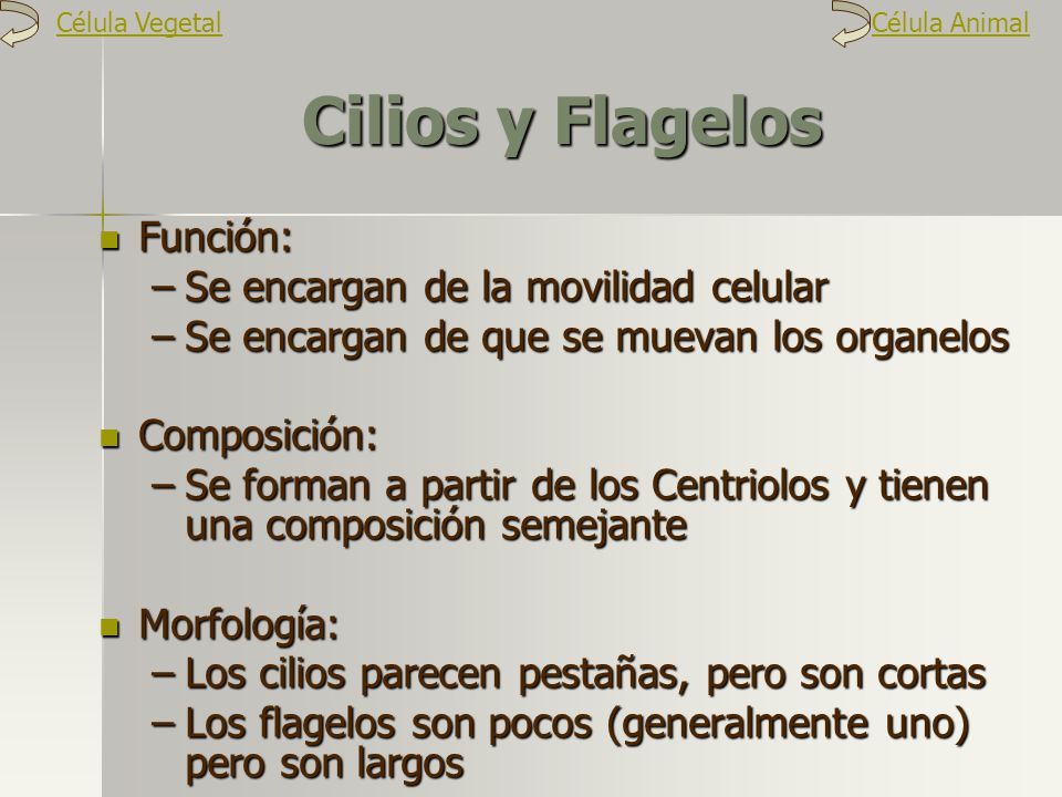Cilios y Flagelos Función: Se encargan de la movilidad celular