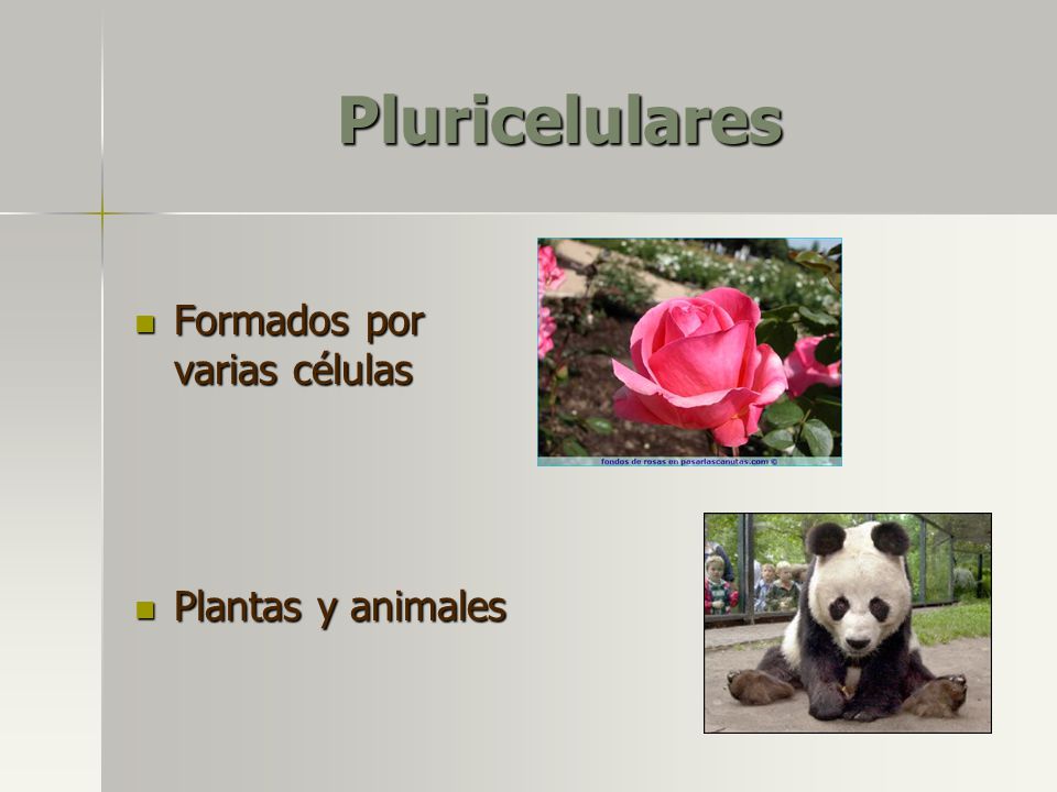 Pluricelulares Formados por varias células Plantas y animales