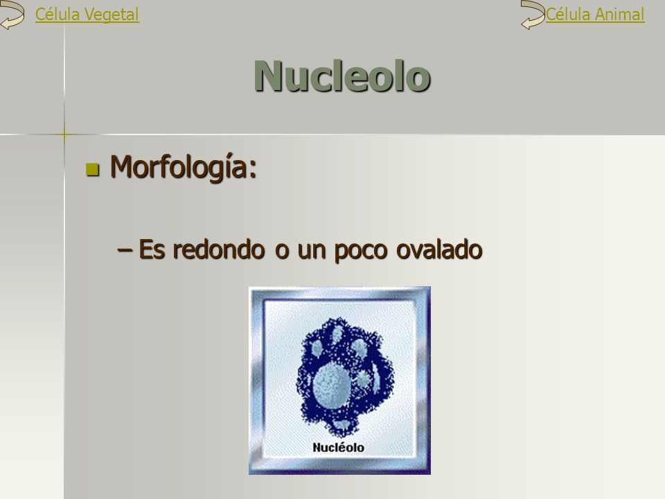 Nucleolo Morfología: Es redondo o un poco ovalado Célula Vegetal
