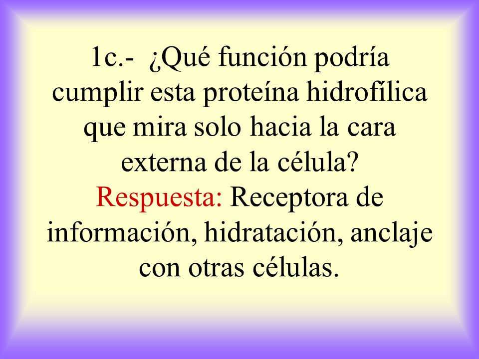 1c.- ¿Qué función podría cumplir esta proteína hidrofílica que mira solo hacia la cara externa de la célula.