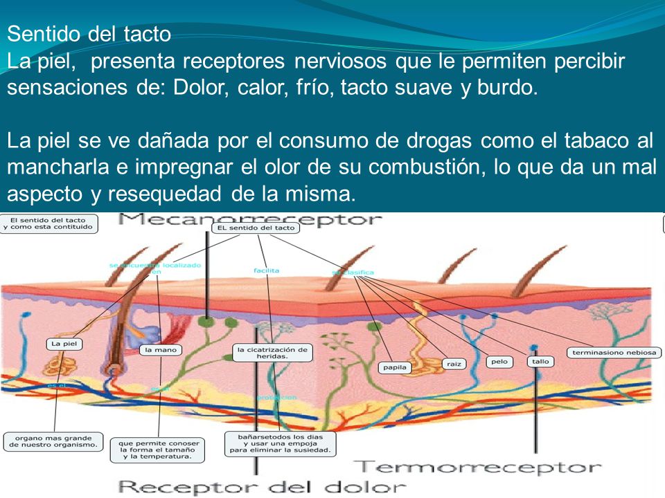 Sentido del tacto La piel, presenta receptores nerviosos que le permiten percibir sensaciones de: Dolor, calor, frío, tacto suave y burdo.
