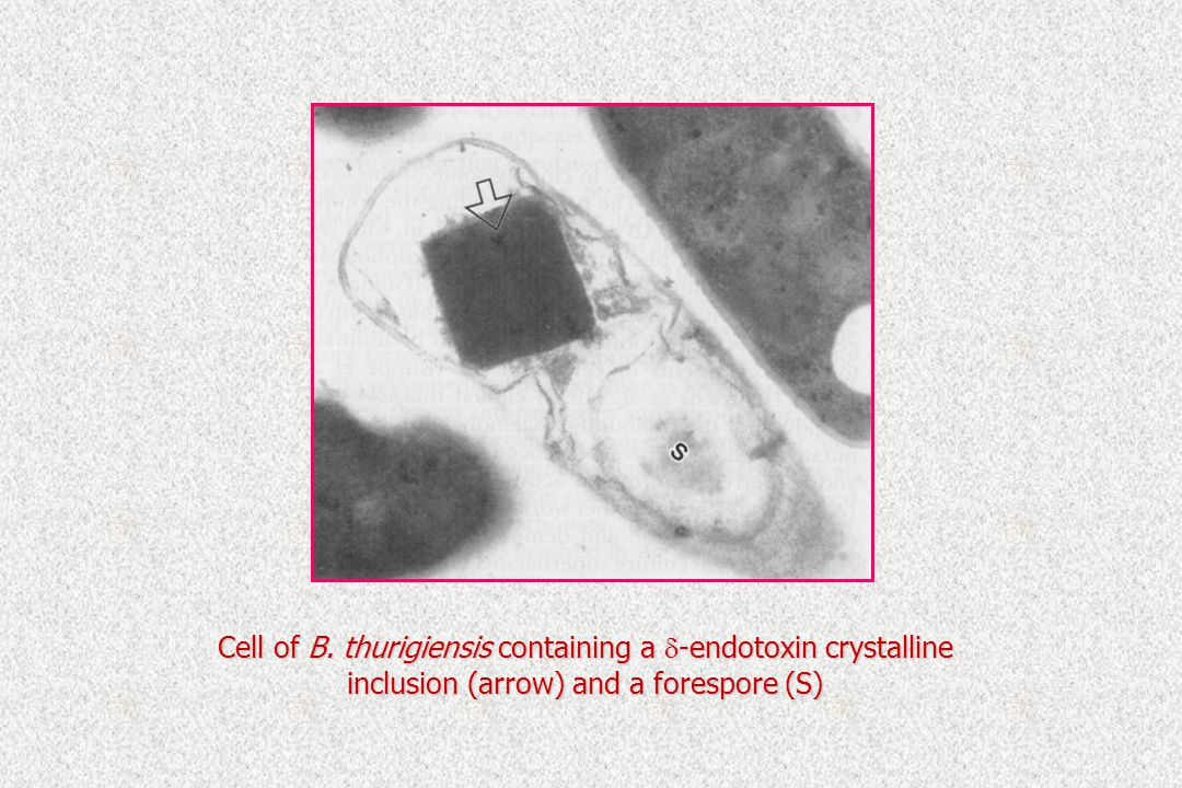 Cell of B. thurigiensis containing a d-endotoxin crystalline inclusion (arrow) and a forespore (S)