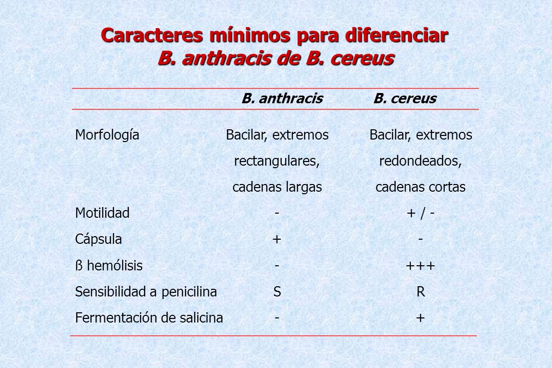 Caracteres mínimos para diferenciar B. anthracis de B. cereus