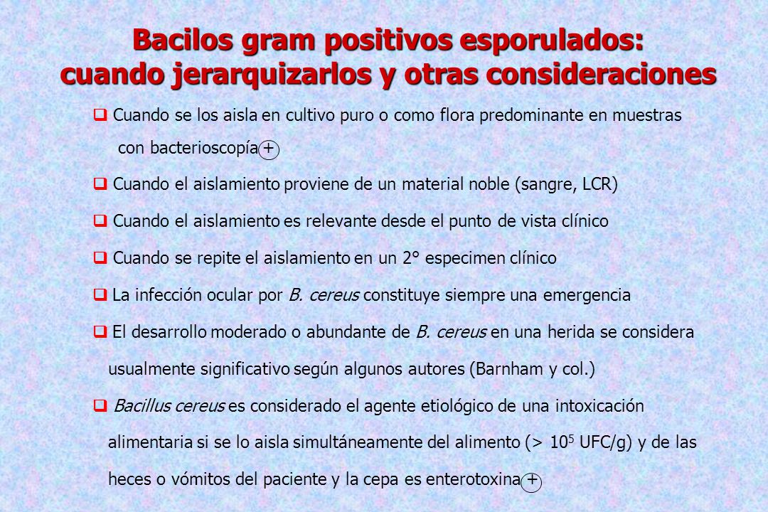 Bacilos gram positivos esporulados: cuando jerarquizarlos y otras consideraciones