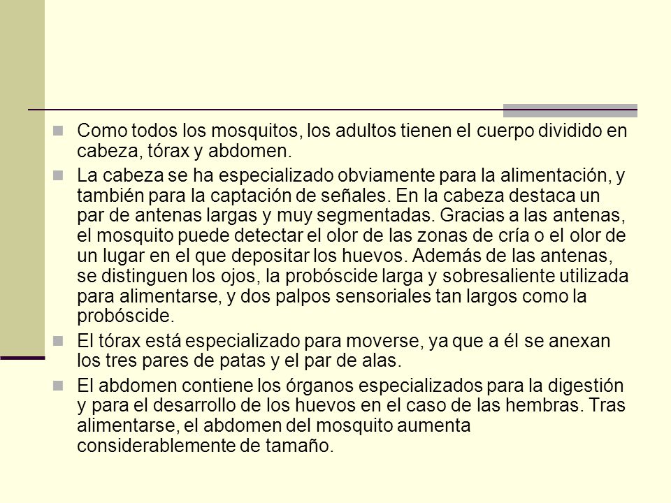 Como todos los mosquitos, los adultos tienen el cuerpo dividido en cabeza, tórax y abdomen.