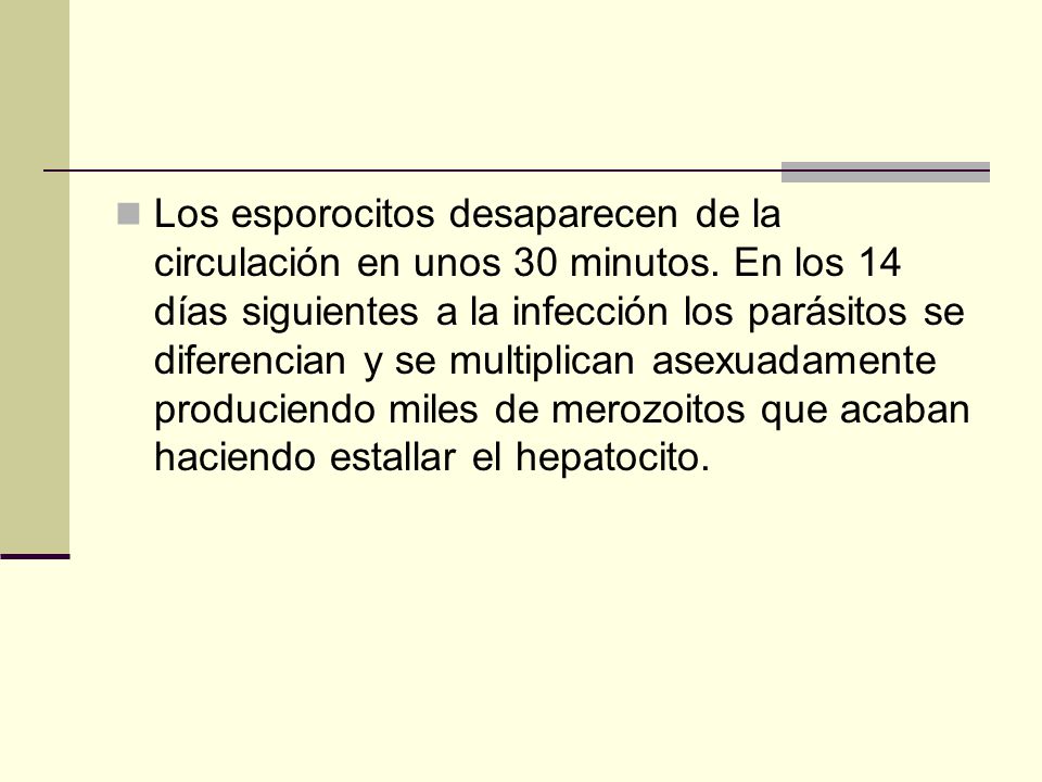 Los esporocitos desaparecen de la circulación en unos 30 minutos