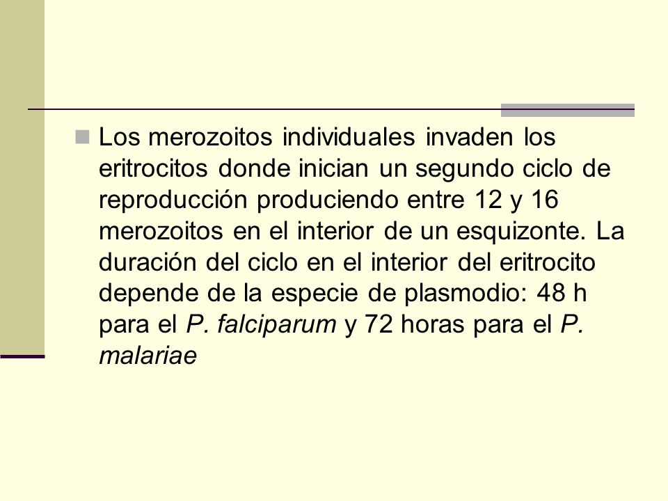 Los merozoitos individuales invaden los eritrocitos donde inician un segundo ciclo de reproducción produciendo entre 12 y 16 merozoitos en el interior de un esquizonte.