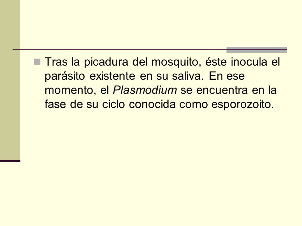 Tras la picadura del mosquito, éste inocula el parásito existente en su saliva.