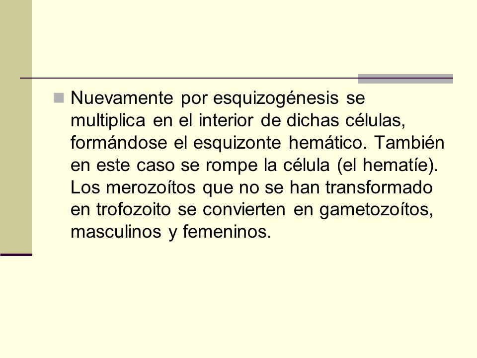 Nuevamente por esquizogénesis se multiplica en el interior de dichas células, formándose el esquizonte hemático.
