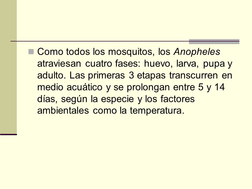 Como todos los mosquitos, los Anopheles atraviesan cuatro fases: huevo, larva, pupa y adulto.