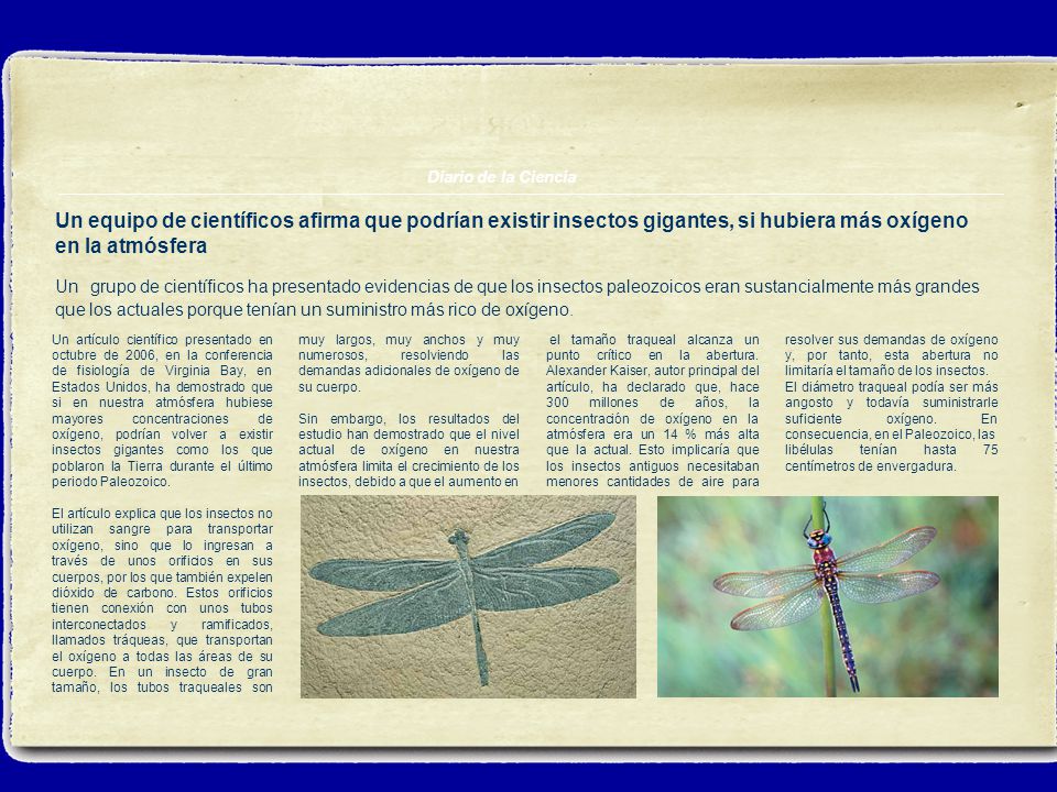 Diario de la Ciencia Un equipo de científicos afirma que podrían existir insectos gigantes, si hubiera más oxígeno en la atmósfera.