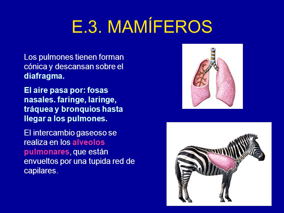 E.3. MAMÍFEROS Los pulmones tienen forman cónica y descansan sobre el diafragma.