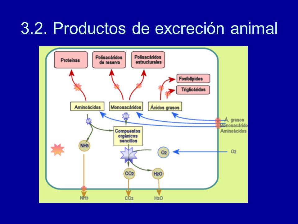 3.2. Productos de excreción animal