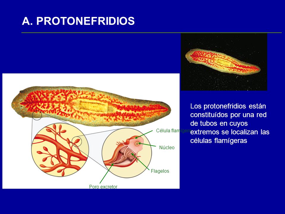 A. PROTONEFRIDIOS Los protonefridios están constituídos por una red de tubos en cuyos extremos se localizan las células flamígeras.