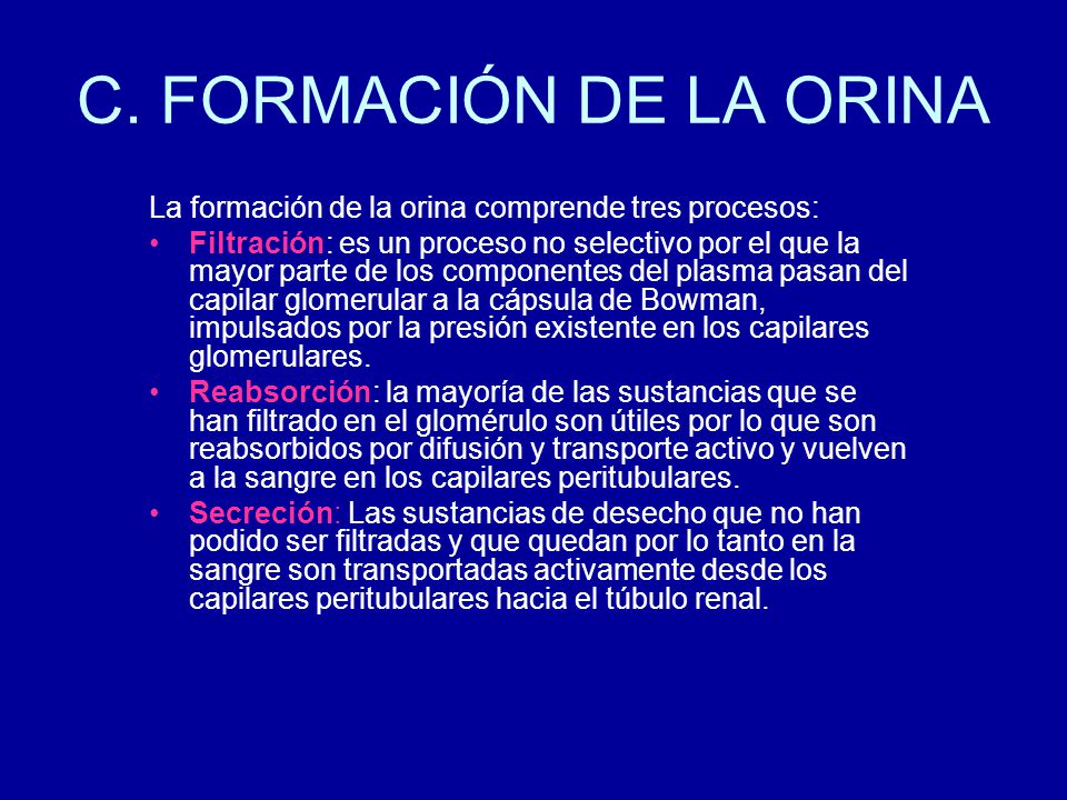 C. FORMACIÓN DE LA ORINA La formación de la orina comprende tres procesos: