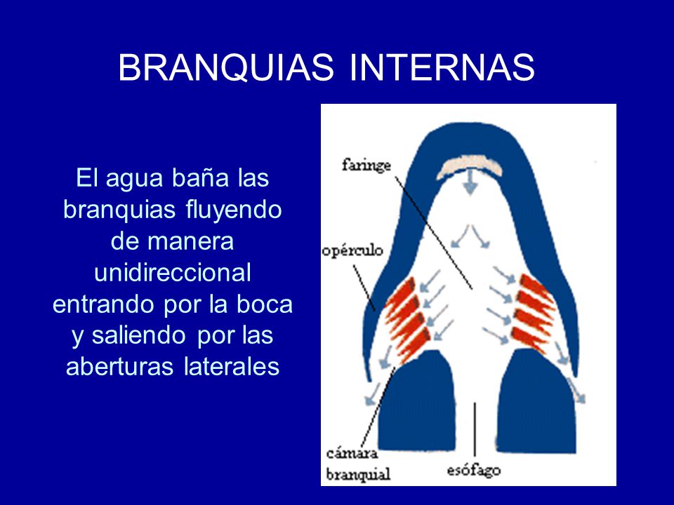 BRANQUIAS INTERNAS El agua baña las branquias fluyendo de manera unidireccional entrando por la boca y saliendo por las aberturas laterales.
