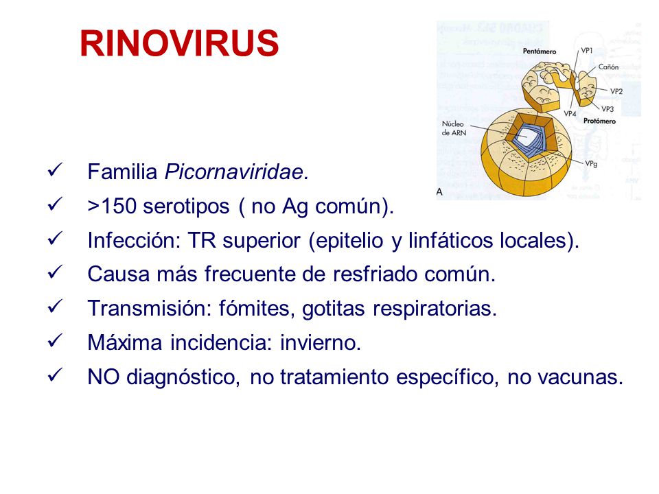 RINOVIRUS Familia Picornaviridae. >150 serotipos ( no Ag común).