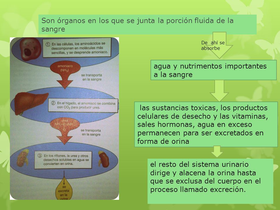 Son órganos en los que se junta la porción fluida de la sangre