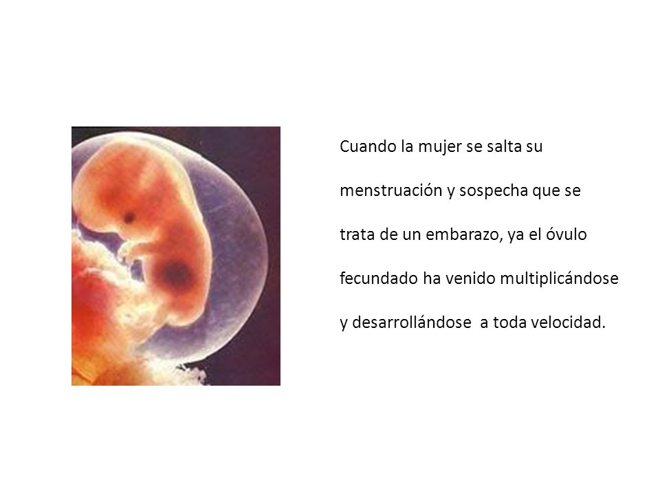 Cuando la mujer se salta su menstruación y sospecha que se trata de un embarazo, ya el óvulo fecundado ha venido multiplicándose y desarrollándose a toda velocidad.