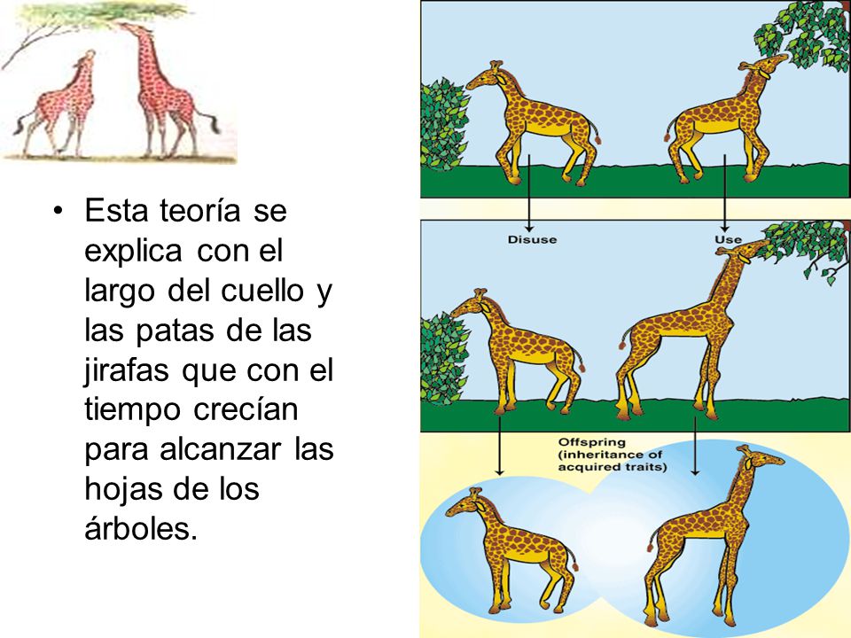 Esta teoría se explica con el largo del cuello y las patas de las jirafas que con el tiempo crecían para alcanzar las hojas de los árboles.