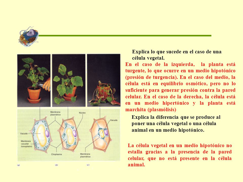 Explica lo que sucede en el caso de una célula vegetal.