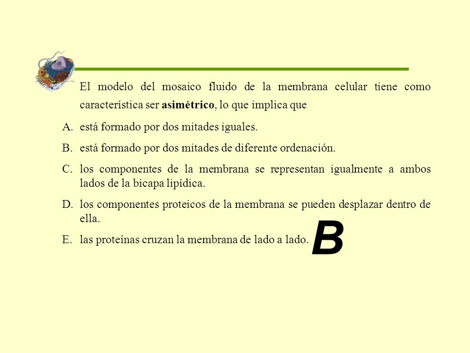 El modelo del mosaico fluido de la membrana celular tiene como característica ser asimétrico, lo que implica que