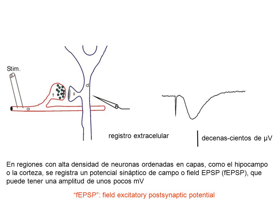 5 mV 10 ms. registro extracelular. decenas-cientos de µV. En regiones con alta densidad de neuronas ordenadas en capas, como el hipocampo.