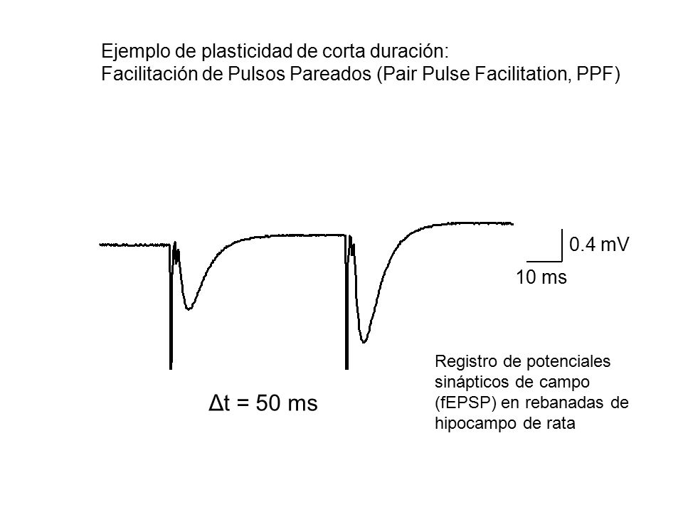 Δt = 50 ms Ejemplo de plasticidad de corta duración: