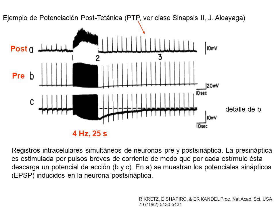 Post Pre. 4 Hz, 25 s. Ejemplo de Potenciación Post-Tetánica (PTP, ver clase Sinapsis II, J. Alcayaga)