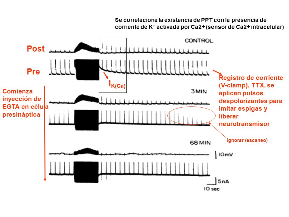 Se correlaciona la existencia de PPT con la presencia de corriente de K+ activada por Ca2+ (sensor de Ca2+ intracelular)