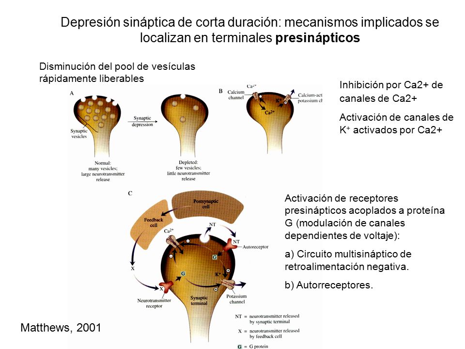 Depresión sináptica de corta duración: mecanismos implicados se localizan en terminales presinápticos